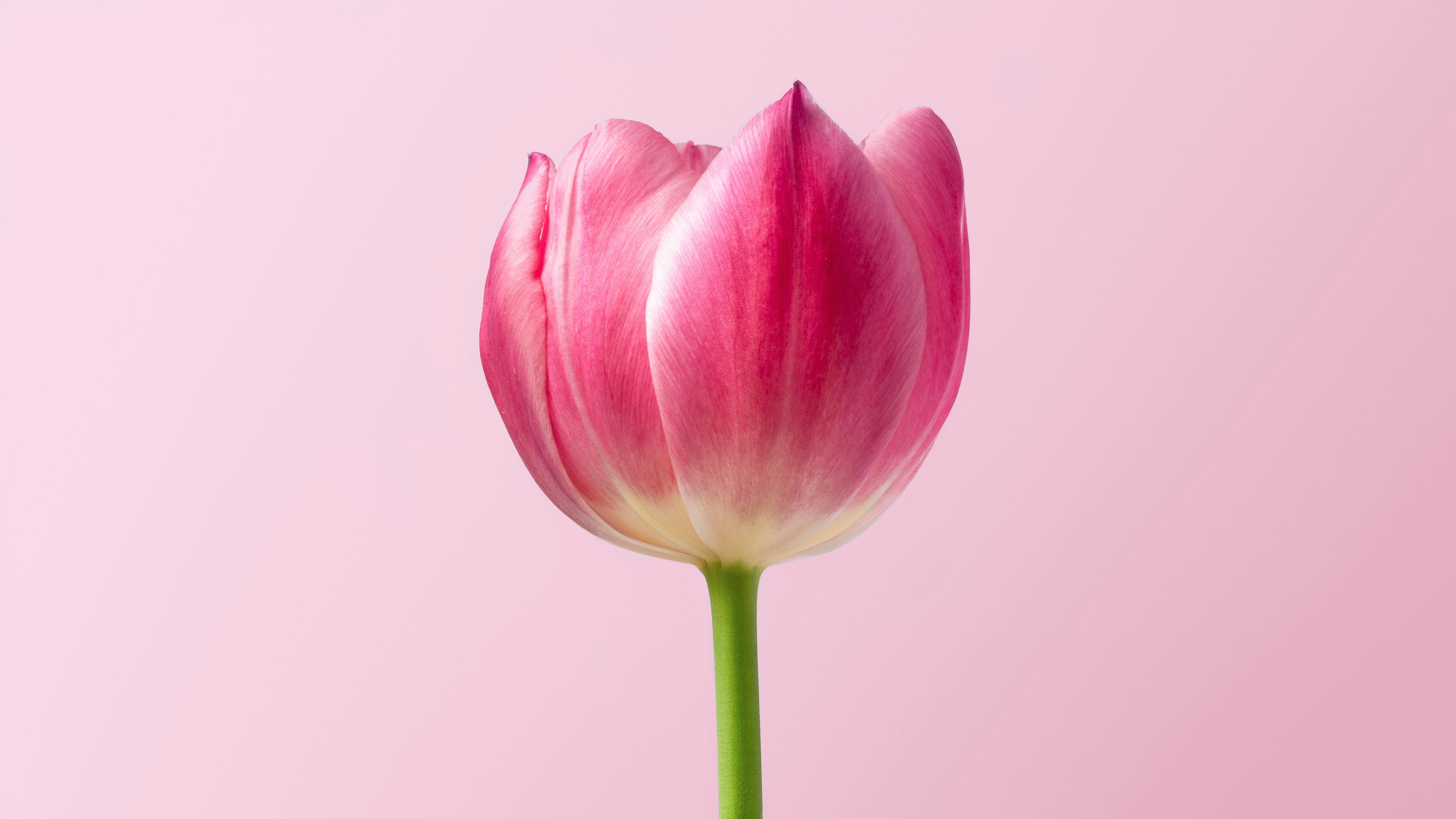 Blomst 3 Blomst 3