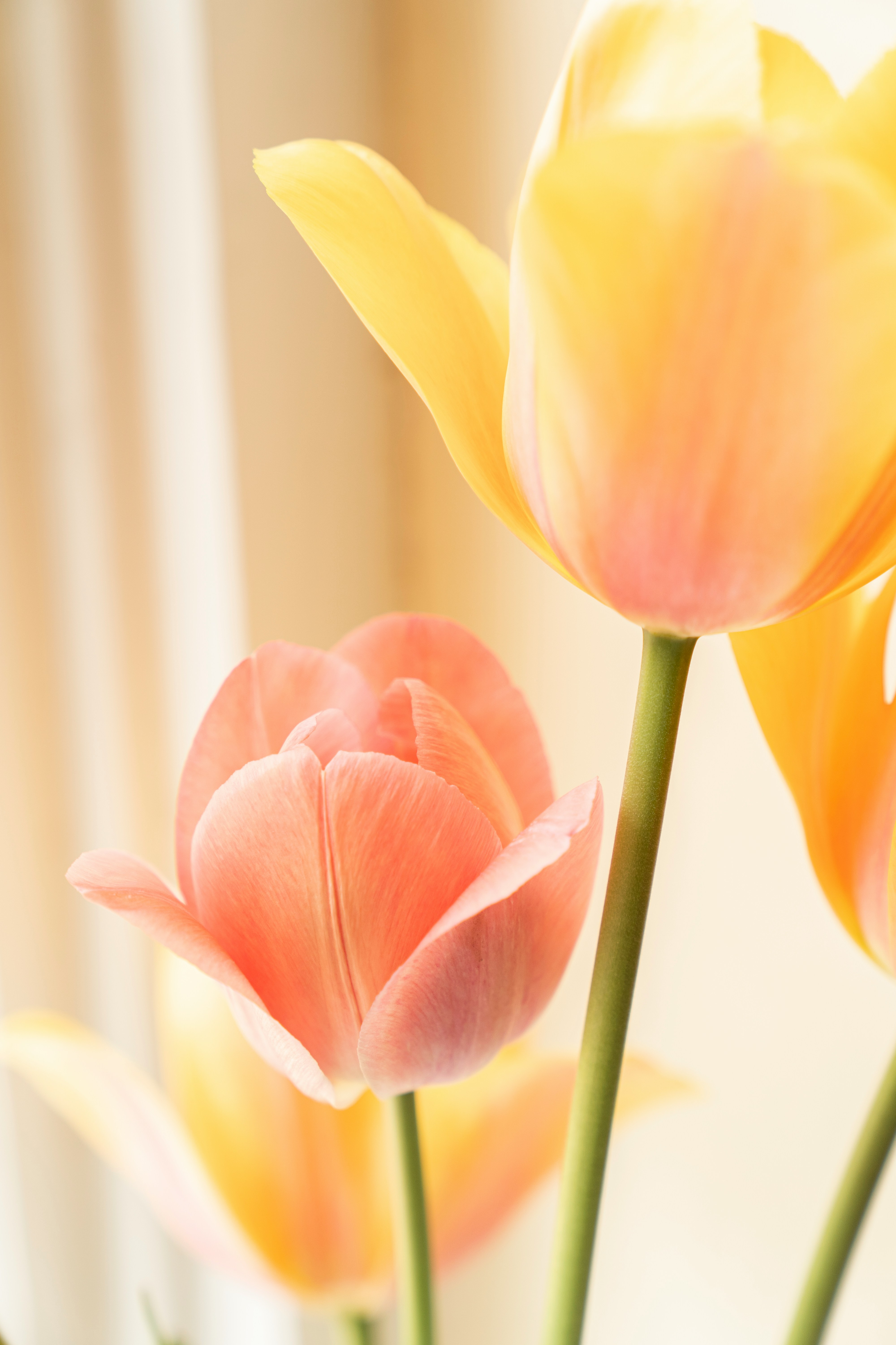 Blomst 5 Blomst 5