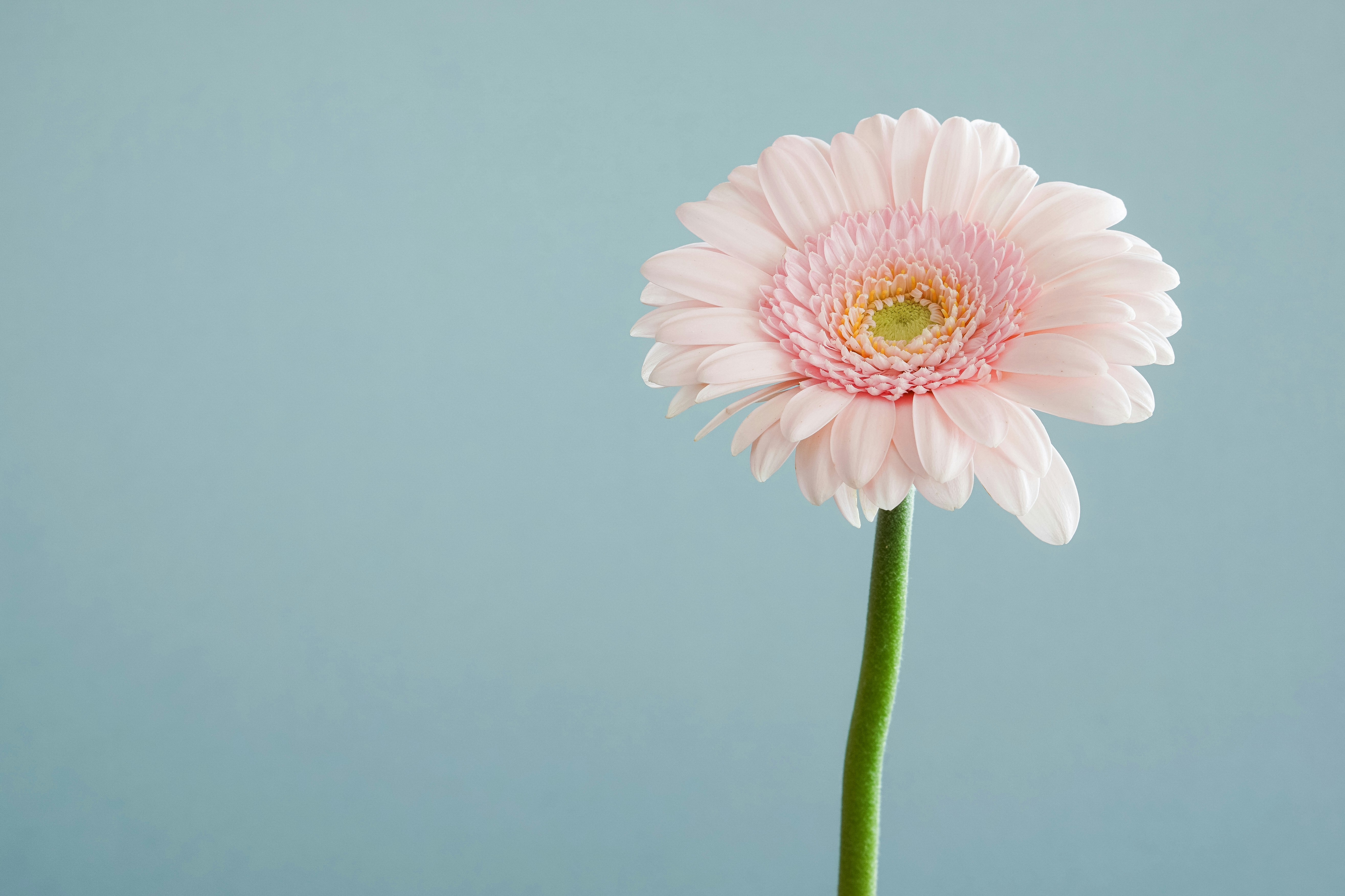 Blomst 1 Blomst 1