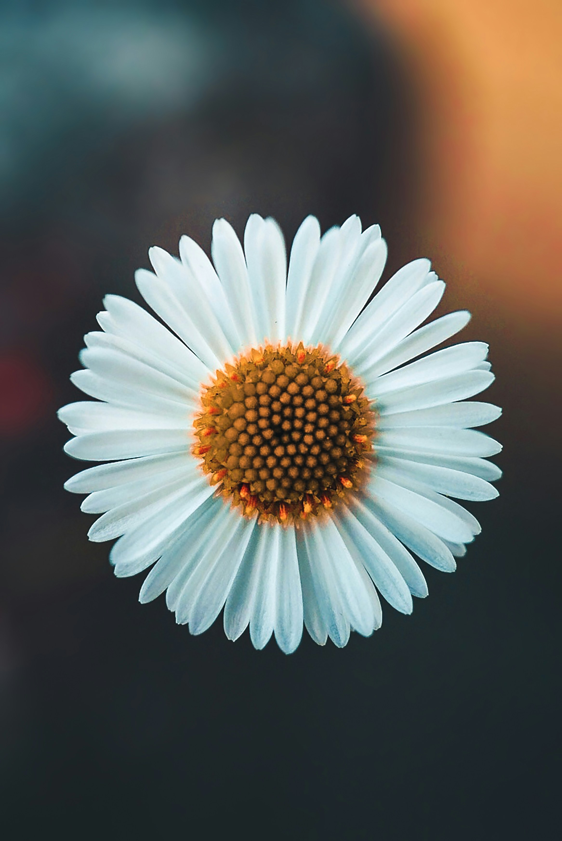 Blomst 2 Blomst 2